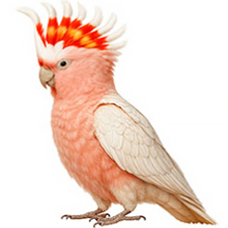 Cockatoos